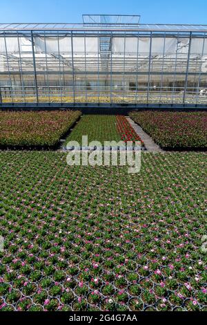 Settore florovivaistico, serra, e campo aperto, vari tipi di piante in vaso crescono qui per essere venduti nel commercio di fiori, supermercati, negozi fai da te, Foto Stock