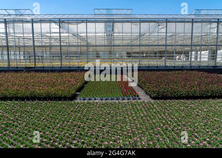 Settore florovivaistico, serra, e campo aperto, vari tipi di piante in vaso crescono qui per essere venduti nel commercio di fiori, supermercati, negozi fai da te, Foto Stock