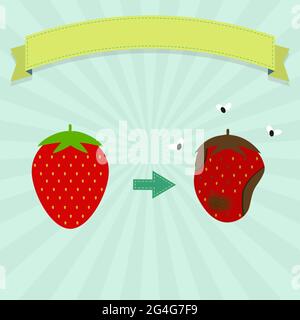 Marcio fragola con mosche e fragola nuova. Nastro vuoto per inserire il testo. Illustrazione Vettoriale