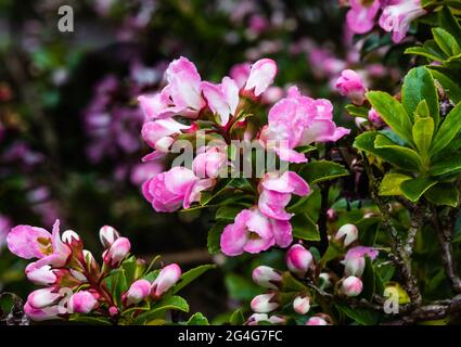 La fioritura di mele di Escallonia cresce in un giardino di campagna. Foto Stock