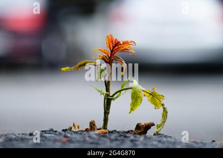 Un albero giovane si rompe attraverso l'asfalto. In un parcheggio, la natura combatte indietro una nicchia. Probabilmente un albero di siepi, una specie invasa della città. Foto Stock