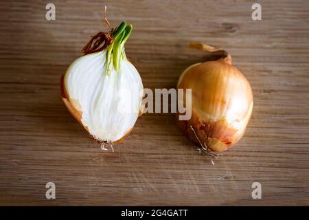 Un bulbo germogliante o cipolla comune tagliata a metà e adagiata su una superficie di legno. Gli strati del vegetale sono visibili e anche dove spara. Gli alli Foto Stock