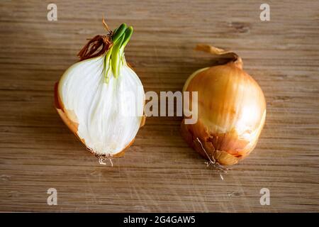 Un bulbo germogliante o cipolla comune tagliata a metà e adagiata su una superficie di legno. Gli strati del vegetale sono visibili e anche dove spara. Gli alli Foto Stock