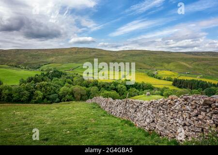 Viste da Oxnop Hill si arrampicano fuori da Swaledale, guardando da Satron Moor con campi pieni di farfalle, Yorkshire Dales National Park, paesaggio britannico Foto Stock