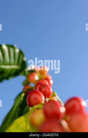 Bacche di caffè rosso sulla pianta in primo piano con sfondo blu cielo. Foto Stock