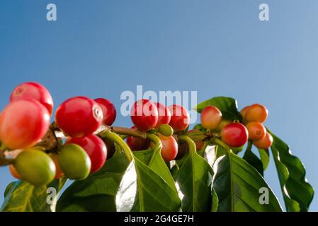 Bacche di caffè rosso sulla pianta in primo piano con sfondo blu cielo. Foto Stock