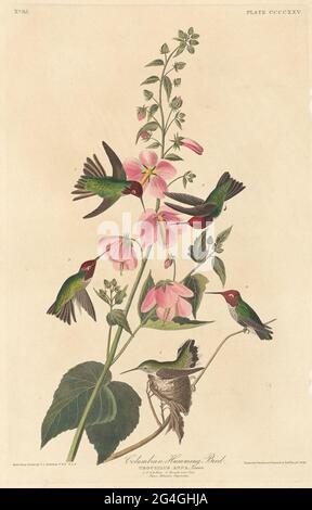 Colombiano uccello umorante, 1838. Foto Stock