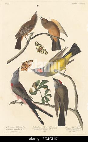 Arkansaw Flycatcher, Flycatcher con coda di rondine e dice Flycatcher, 1837. Foto Stock