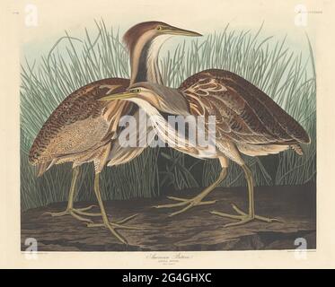 Bittern americano, 1836. Foto Stock