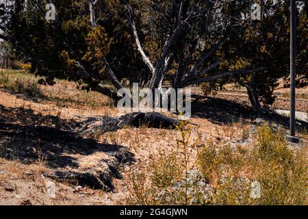 Un gruppo di alberi dalla forma strana cresce in un ambiente selvaggio Foto Stock