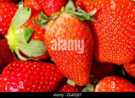 Foto di un primo piano di fragole in luce naturale Foto Stock
