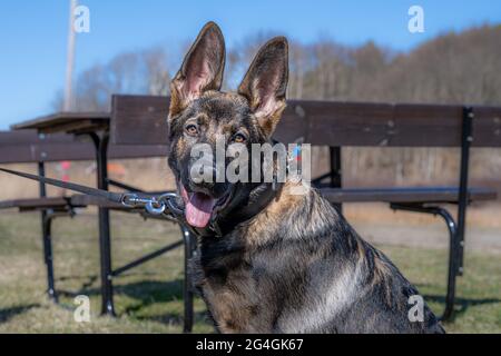 Un felice cucciolo tedesco di quattro mesi Shepherd guardando la macchina fotografica. Linea di lavoro razza Foto Stock