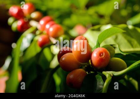 Bacche di caffè rosso sulla pianta in chiocciole con sfondo verde foglie. Foto Stock