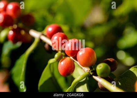 Bacche di caffè rosso sulla pianta in chiocciole con sfondo verde foglie. Foto Stock