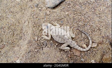 agama a testa di Toad, Phrynocephalus theobaldi BLYTH, 1863, Ladakh, India. La specie è endemica in Asia. Foto Stock