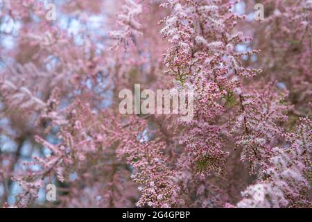 tamarix rosa in fiore in un giardino primavera stagione (Tamarix Tetrandra). Morbido colpo messo a fuoco di belle gemme rosa tenera sui rami di cespuglio di Tamarix Foto Stock