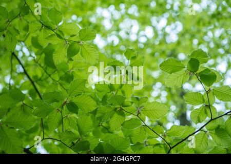 Foglie verdi fresche giovani in primavera. Nuove foglie verdi fresche sugli sfondi verdi. Giorno di primavera brillante Foto Stock