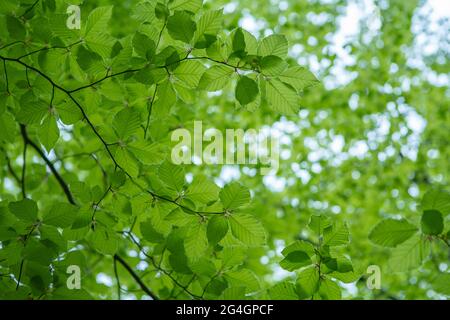 Foglie verdi fresche giovani in primavera. Nuove foglie verdi fresche sugli sfondi verdi. Giorno di primavera brillante Foto Stock