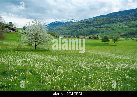 Praterie primaverili e campi paesaggistici con case di cottage in Svizzera. Incantevole paesaggio primaverile nelle Alpi svizzere. Giorno di primavera brillante Foto Stock
