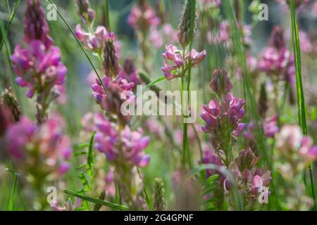 Primo piano di un comune fiore di sainfoina (Onobrychis Viciifolia) in fiore. Il sainfoin è una pianta perenne del foraggio e del miele della famiglia dei legumi Foto Stock