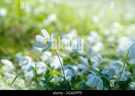 Sognante legno anemone fiori selvatici nella foresta. Immagine di messa a fuoco morbida una primavera bianca fiori Anemone nemorosa Foto Stock