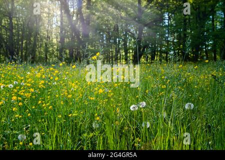 Alpen orizzontale. Campo verde prato pieno di fiori di primavera con foresta sullo sfondo. Messa a fuoco selettiva. Primavera natura. Bellissimo paesaggio Foto Stock