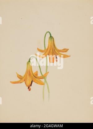 (Untitled--Flower Study), ca. 1876-1878. Foto Stock