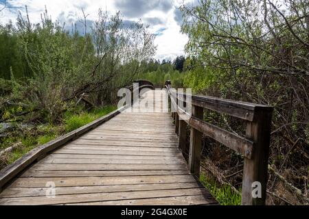 Vista panoramica di un ponte di legno in una palude paludosa in una giornata sovrastata nel pacifico nord-ovest Foto Stock