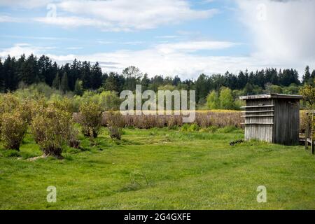 Bella vista panoramica di un campo agricolo in una giornata di sole, con un edificio in legno di palazzina di lato Foto Stock