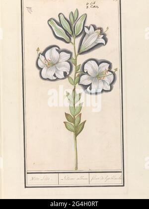 Giglio bianco (lilium candidum); giglio bianco. / album Lilium / Fleur de Lys Blanche. Giglio bianco. Numerato in alto a destra: 179. Nella parte superiore del nome in due lingue. Parte del secondo album con disegni di fiori e piante. Nono di dodici album con disegni di animali, uccelli e piante conosciuti intorno al 1600, realizzati dall'imperatore Rudolf II Con spiegazione in olandese, latino e francese. Foto Stock