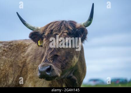 Bovini scozzesi dai capelli lunghi a Cotswolds, Gloucestershire Foto Stock