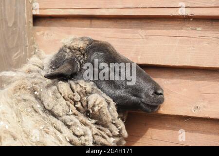 Lazy pecora sonno accanto al muro in una giornata di sole Foto Stock