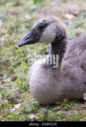 Primo piano della testa e del collo del pulcino dell'oca del Canada, Branta canadensis, Suffolk UK Foto Stock