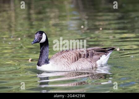 Canada Goose UK - un singolo adulto Canada Goose, Branta canadensis, vista laterale, nuoto in un lago, Suffolk UK Foto Stock