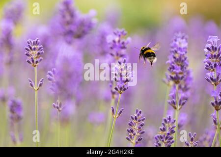 Giardino Bumblebee Bombus volare tra lavanda viola lavandula in giardino inglese a Cambridgeshire, Inghilterra, Regno Unito Foto Stock