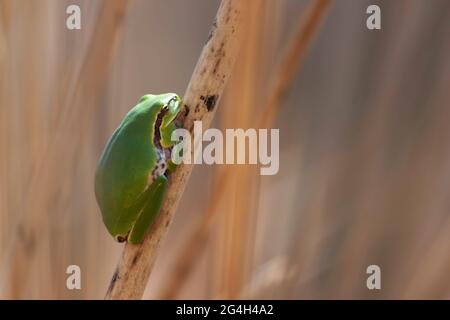 Rana di albero Hyla meridionalis seduta sulla corsa Foto Stock