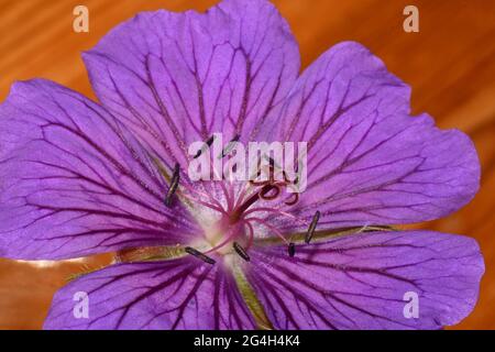 Geranio, cranesbill, primo piano che mostra la resistenza intorno a un ovaio di carpel fuse, con 5 rami di stile, petali viola, fiori perenni duri. Foto Stock