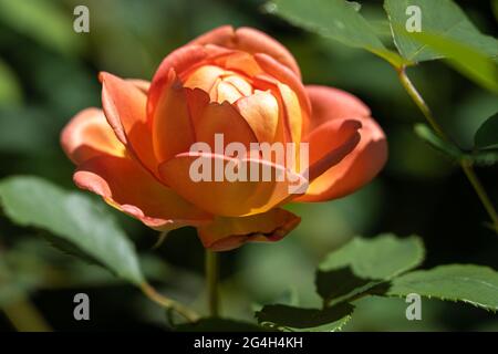 Bella rosa arancione fiorente nel giardino Olguita's all'Atlanta History Center a Buckhead, Atlanta, Georgia. (STATI UNITI) Foto Stock