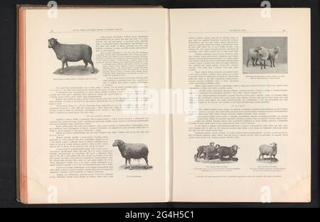 Tre razze ovine. . Foto Stock