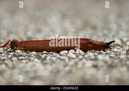 Lo slug spagnolo si diffonde in tutta Europa ed è un parassito invasivo nei campi e nei giardini. Probabilmente non viene dalla Spagna. Primo piano. Foto Stock