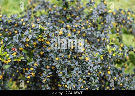 primo piano di un ramoscello spinoso di un arbusto di bacca verde inverno con fiori gialli in primavera Foto Stock