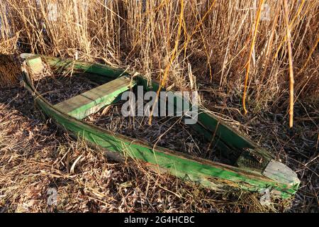 Imbarcazione a remi in legno abbandonata. Le canne crescono intorno alla barca. Foto Stock