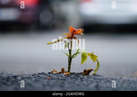 Un albero giovane si rompe attraverso l'asfalto. In un parcheggio, la natura combatte indietro una nicchia. Probabilmente un albero di siepi, una specie invasa della città. Foto Stock