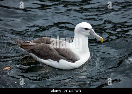 Bianco-capped Mollydawk (Shy Albatross), Doubtful Sound, Fiordland National Park, South Island, Nuova Zelanda Foto Stock