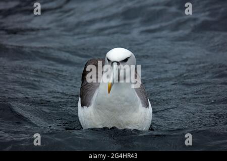 Bianco-capped Mollydawk (Shy Albatross), Doubtful Sound, Fiordland National Park, South Island, Nuova Zelanda Foto Stock