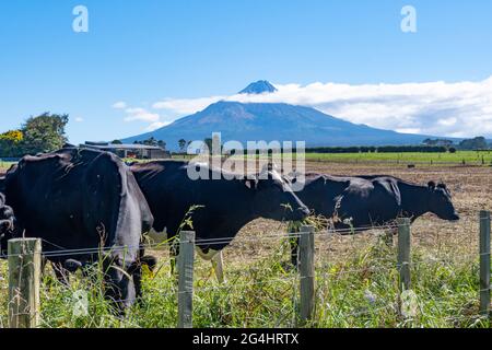 Bestiame da latte in campo con il Monte Taranaki in distanza, vicino a Stratford, Taranaki, Isola del Nord, Nuova Zelanda Foto Stock