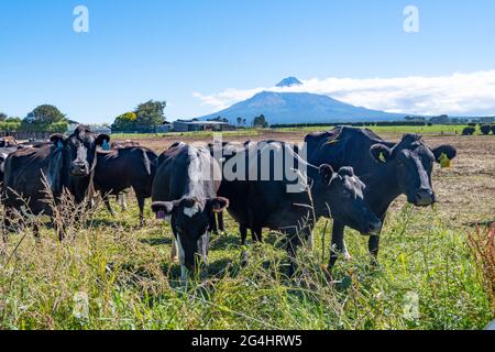 Bestiame da latte in campo con il Monte Taranaki in distanza, vicino a Stratford, Taranaki, Isola del Nord, Nuova Zelanda Foto Stock