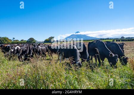 Bestiame da latte in campo con il Monte Taranaki in distanza, vicino a Stratford, Taranaki, Isola del Nord, Nuova Zelanda Foto Stock