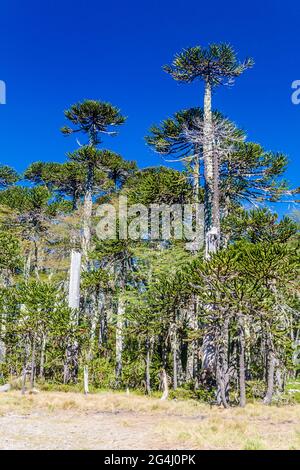 Araucaria foresta nel Parco Nazionale Herquehue, Cile. L'albero si chiama Araucaria araucana (comunemente: albero puzzle scimmia, coda di scimmia, pin cileno Foto Stock