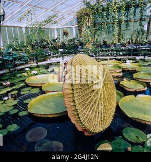 Giardiniere con lilie giganti presso la Waterlily House, Kew Royal Botanic Gardens, Londra, Regno Unito Foto Stock